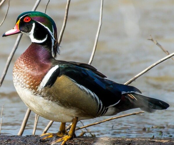 Wood duck in natural habitat