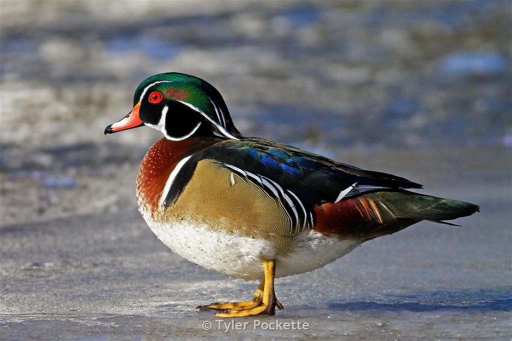 Male Wood Duck in brilliant breeding plumage