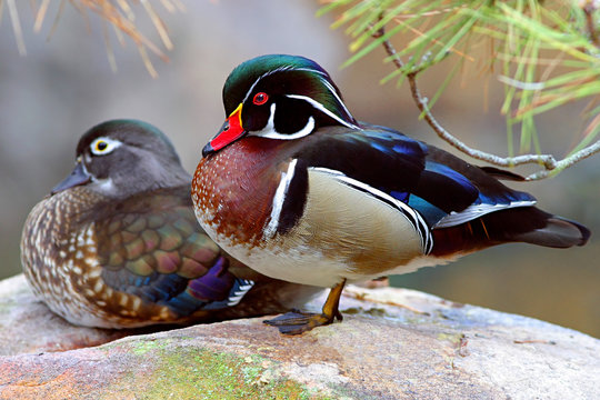 Wood Duck pair, male and female